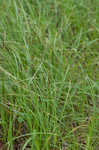 Ouachita Mountain sedge